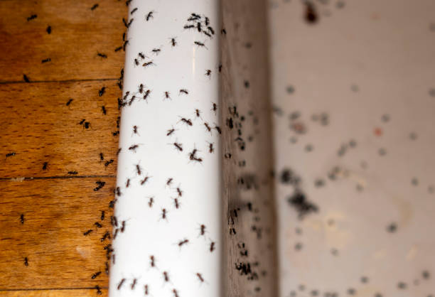 Professional Pest Control in Tamaqua, PA